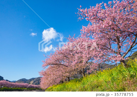 河津桜 桜 早咲きの桜 伊豆 静岡 さくら サクラ 画像素材 コピースペース 背景素材 文字入れ 河津桜 桜 早咲きの桜 伊豆 静岡 さくら サクラ 画像素材 コピースペース 背景素材 文字入れ 35778755