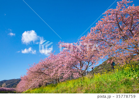 河津桜　桜　早咲きの桜　伊豆　静岡　さくら　サクラ　画像素材　コピースペース　背景素材　文字入れ 35778759