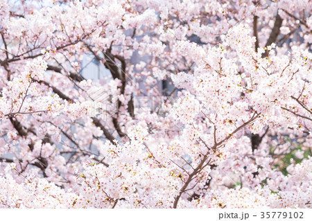 ソメイヨシノ そめいよしの 桜、満開の桜 サクラ さくら 染井吉野 コピースペース 文字スペース ソメイヨシノ そめいよしの 桜、満開の桜 サクラ さくら 染井吉野 コピースペース 文字スペース 35779102