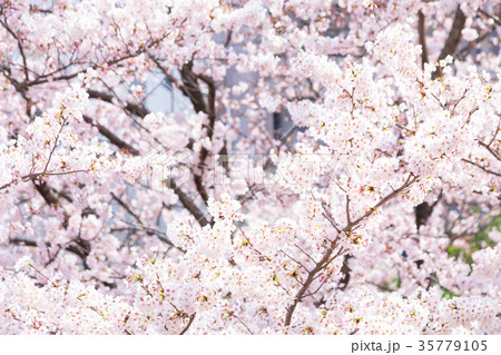 ソメイヨシノ そめいよしの 桜、満開の桜 サクラ さくら 染井吉野 コピースペース 文字スペース ソメイヨシノ そめいよしの 桜、満開の桜 サクラ さくら 染井吉野 コピースペース 文字スペース 35779105