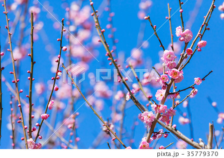 梅　梅林　梅の林　たくさんの花　春の観光スポット　熱海の観光スポット　空　紅梅　桃色 35779370