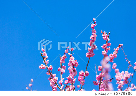 梅 梅林 梅の林 たくさんの花 春の観光スポット 熱海の観光スポット 空 紅梅 桃色 梅 梅林 梅の林 たくさんの花 春の観光スポット 熱海の観光スポット 空 紅梅 桃色 35779386