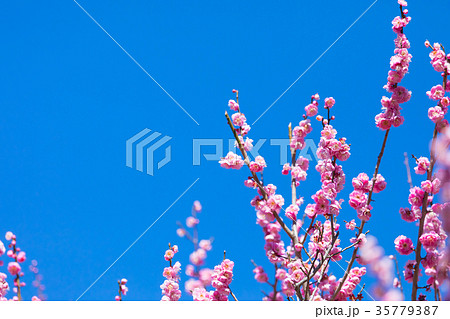 梅 梅林 梅の林 たくさんの花 春の観光スポット 熱海の観光スポット 空 紅梅 桃色 梅 梅林 梅の林 たくさんの花 春の観光スポット 熱海の観光スポット 空 紅梅 桃色 35779387