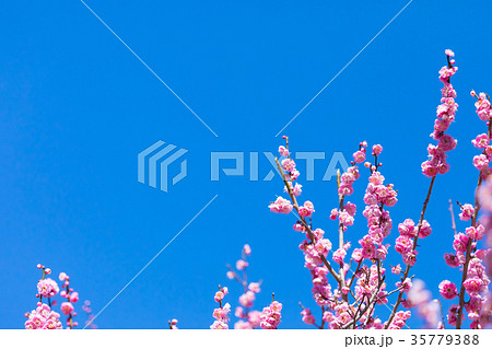 梅 梅林 梅の林 たくさんの花 春の観光スポット 熱海の観光スポット 空 紅梅 桃色 梅 梅林 梅の林 たくさんの花 春の観光スポット 熱海の観光スポット 空 紅梅 桃色 35779388