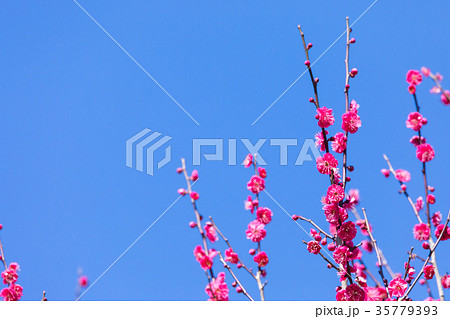 梅 梅林 梅の林 たくさんの花 春の観光スポット 熱海の観光スポット 空 紅梅 桃色 梅 梅林 梅の林 たくさんの花 春の観光スポット 熱海の観光スポット 空 紅梅 桃色 35779393