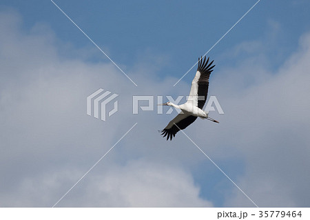 大空を飛翔するコウノトリ 35779464