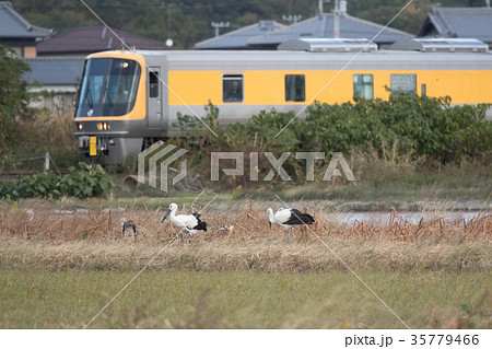 黄色い列車とコウノトリ 黄色い列車とコウノトリ 35779466