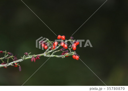 コマユミ コマユミ 35780870