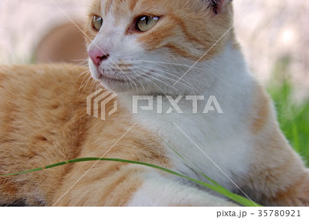 パステルブラウンの猫 パステルブラウンの猫 35780921