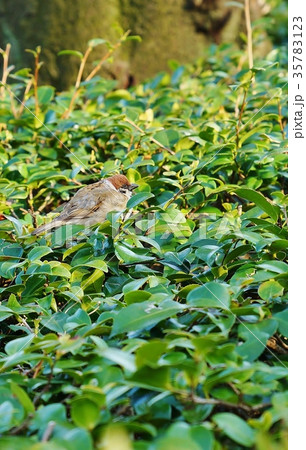 東京で見る鳥・千鳥ヶ淵緑道の茂みで日向ぼっこの雀・縦位置 35783123
