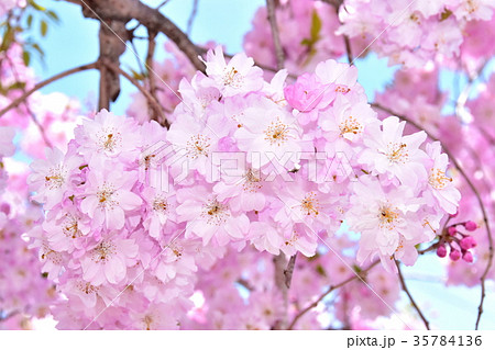 枝垂桜 35784136
