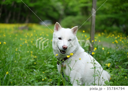 草原にて 35784794