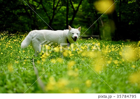 草原にて 草原にて 35784795