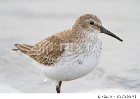 Extra close up photo of dunlin in winter plumage Extra close up photo of dunlin in winter plumage 35786841