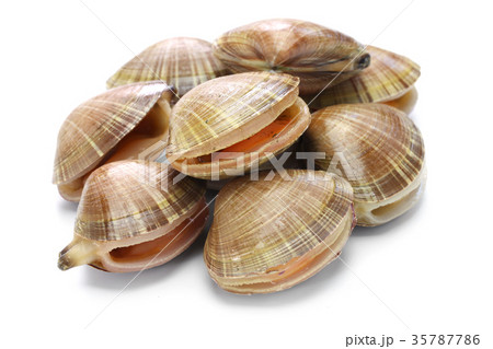 活バカガイ 35787786
