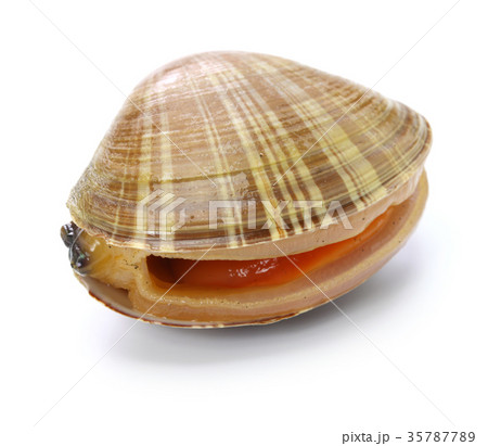 活バカガイ 活バカガイ 35787789