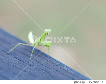 カマキリ 蟷螂 かまきり 35788434