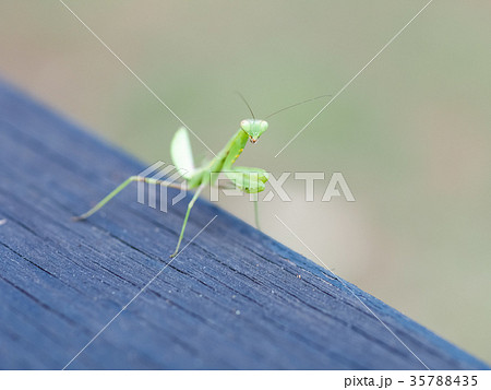 カマキリ 蟷螂 かまきり 35788435