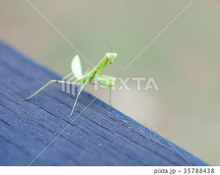カマキリ 蟷螂 かまきり 35788438