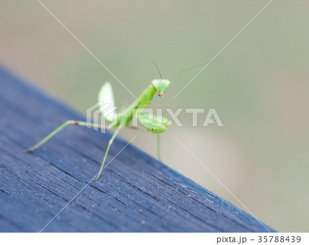 カマキリ 蟷螂 かまきり 35788439