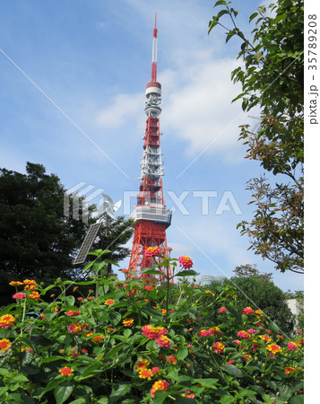 花と東京タワー 花と東京タワー 35789208
