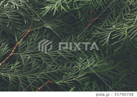 Green thuja tree branches background 35790708