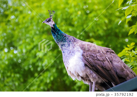 Peacock on natural background 35792192
