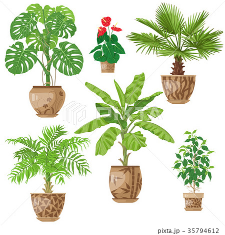 Potted Plants Set 35794612