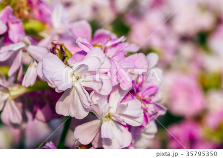 Beautiful pink flowers. 35795350
