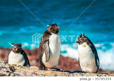 Rockhopper penguins, Patagonia, Argentina 35795354