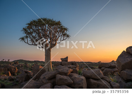 The quiver tree, Keetmanshoop, Namibia 35795356