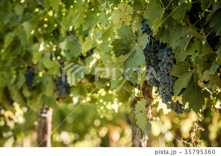 grape bunch, very shallow focus 35795360