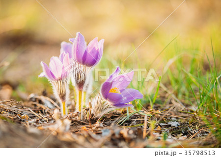 Wild Young Pasqueflower In Early Spring. Flowers 35798513