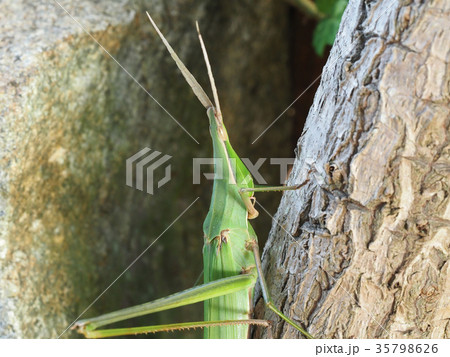 ショウリョウバッタのアップ ショウリョウバッタのアップ 35798626