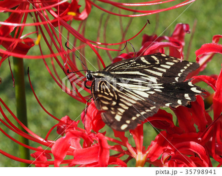 アゲハチョウとヒガンバナ アゲハチョウとヒガンバナ 35798941