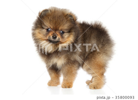 Pomeranian Spitz puppy. Baby animal theme 35800093