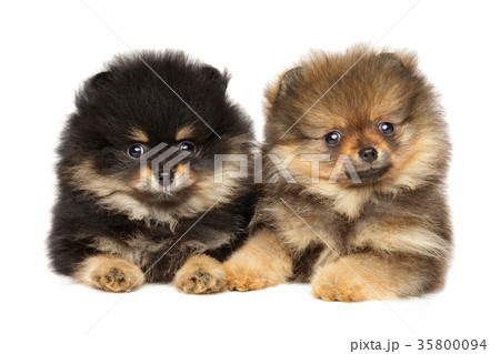 Pomeranian Spitz puppies lying. Baby animal theme Pomeranian Spitz puppies lying. Baby animal theme 35800094