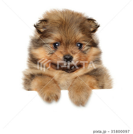 Pomeranian Spitz puppy. Baby animal theme 35800097