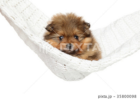Pomeranian Spitz puppy 35800098