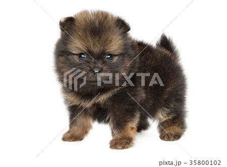 Tiny Pomeranian Spitz puppy 35800102