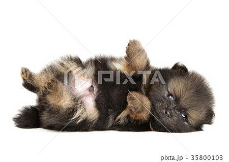 Tiny Pomeranian Spitz puppy resting 35800103