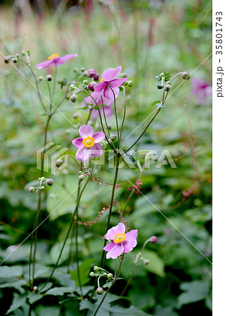 シュウメイギク 35801743