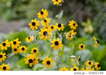 ルドベキア 35801749