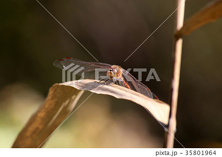 アキアカネ 35801964