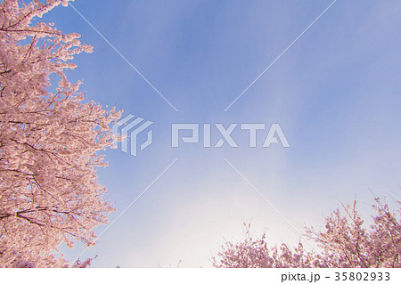 桜と空 桜と空 35802933