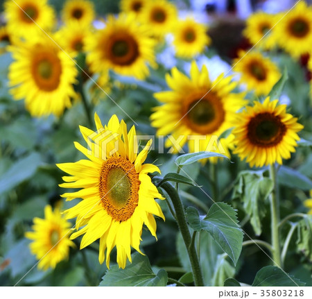 みやき町　山田ひまわり園　秋のひまわり見ごろ 35803218