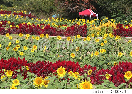 みやき町　山田ひまわり園　秋のひまわり見ごろ 35803219