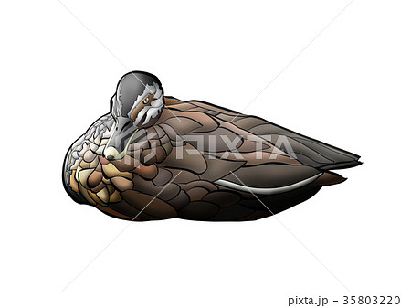 かもさん 35803220