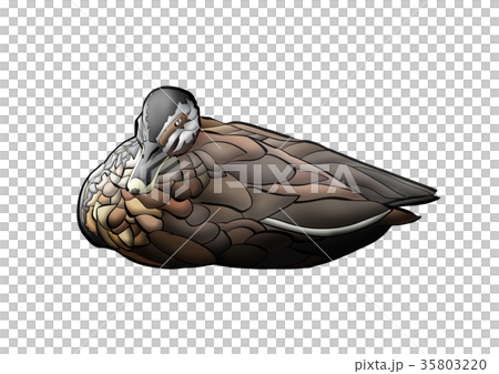 かもさん 35803220