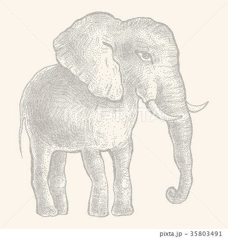 Elephant. Vector illustration 35803491